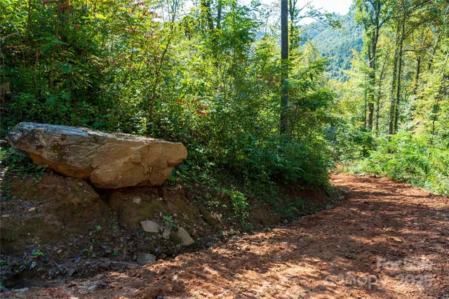 a view of a yard with plants and trees