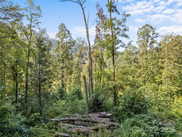 a view of a forest with lots of trees