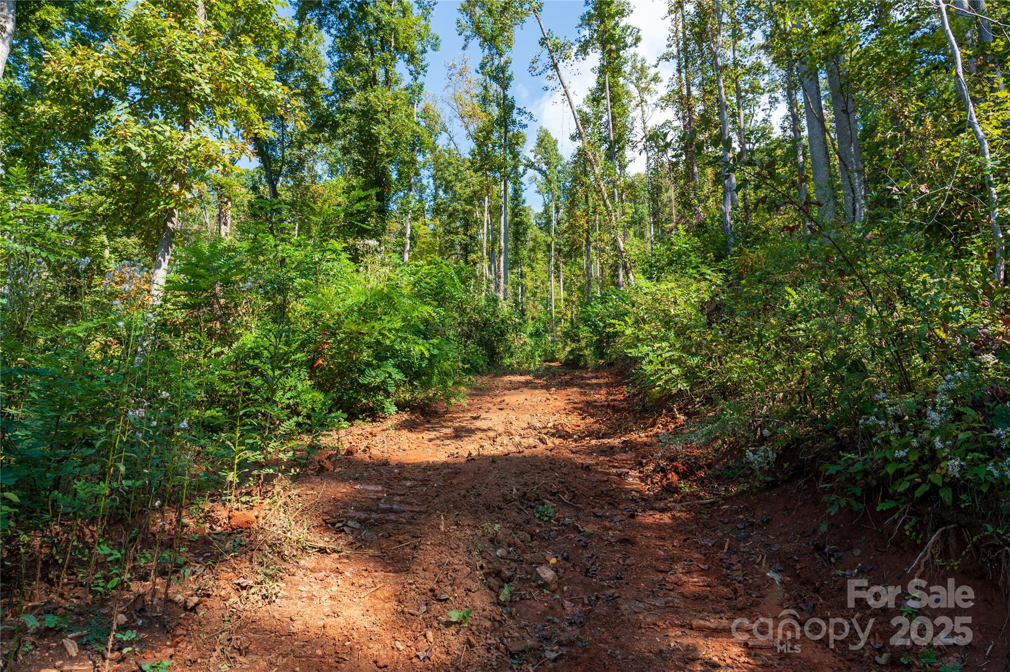 0 East Cope Creek Road Sylva, NC 28779 - Photo 21 of 28 a view of a forest with lots of trees