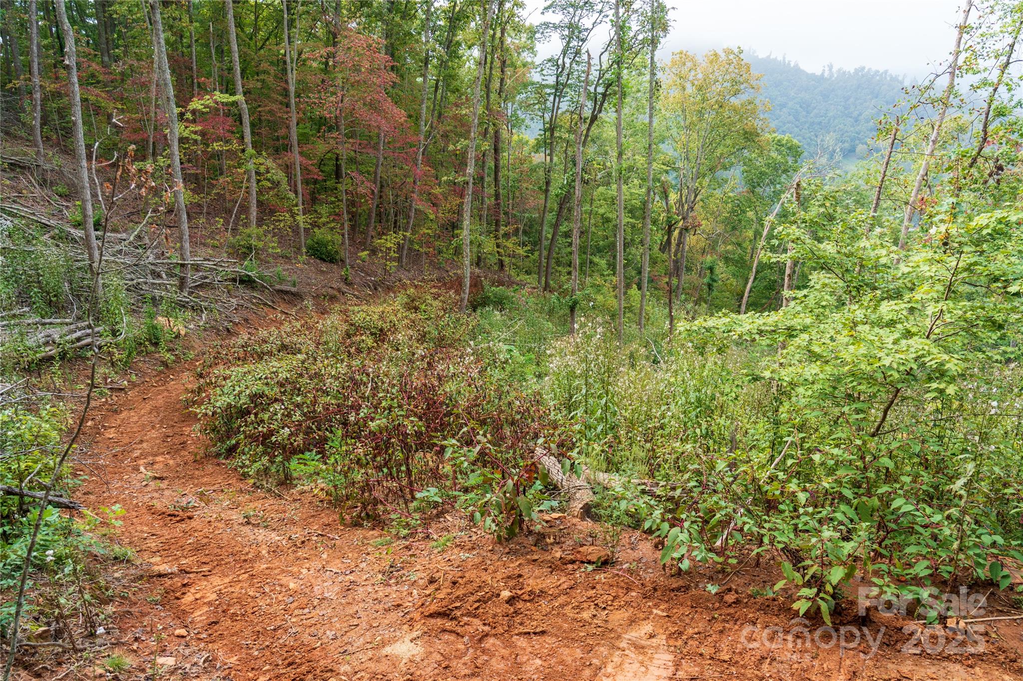 0 East Cope Creek Road Sylva, NC 28779 - Photo 22 of 28 a view of a forest with trees and bushes