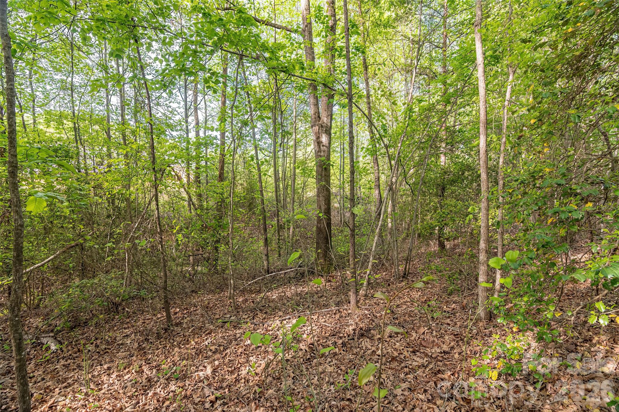 482 Jm Lovelace Road Ellenboro, NC 28040 - Photo 29 of 30 a view of forest