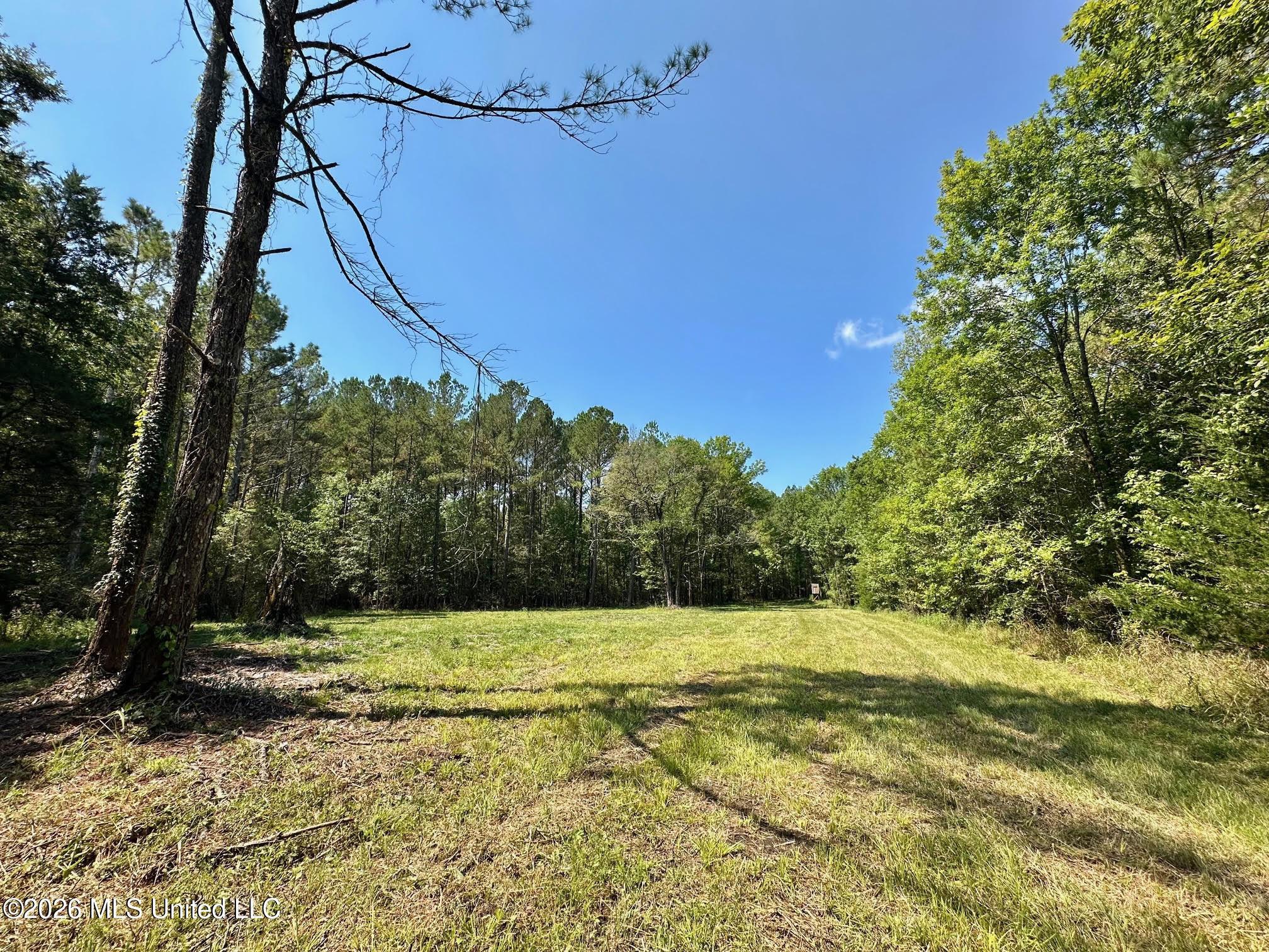 8 Forest Service Road 562 Pulaski, MS 39152 - Photo 6 of 33 203