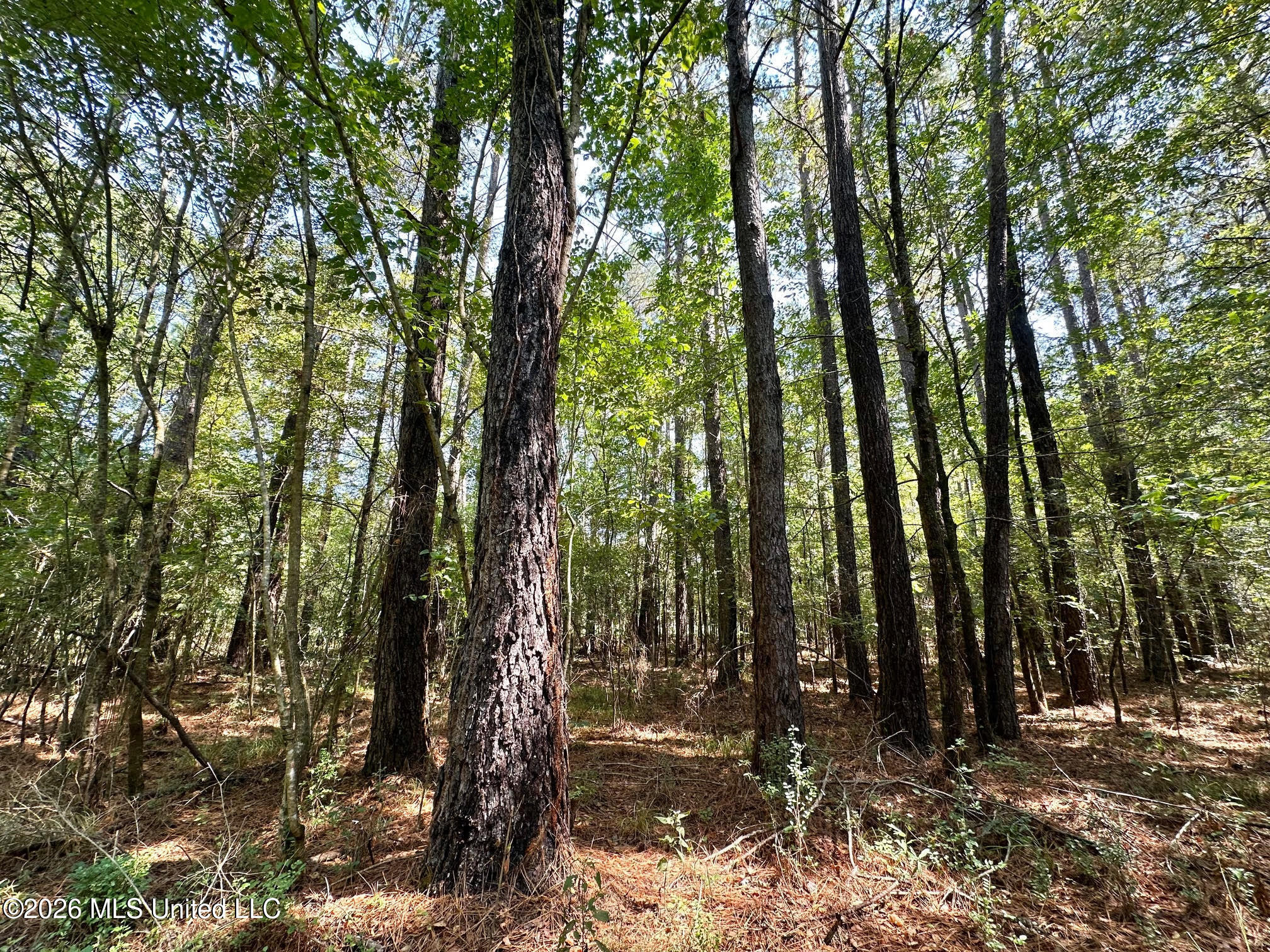 8 Forest Service Road 562 Pulaski, MS 39152 - Photo 7 of 33 208