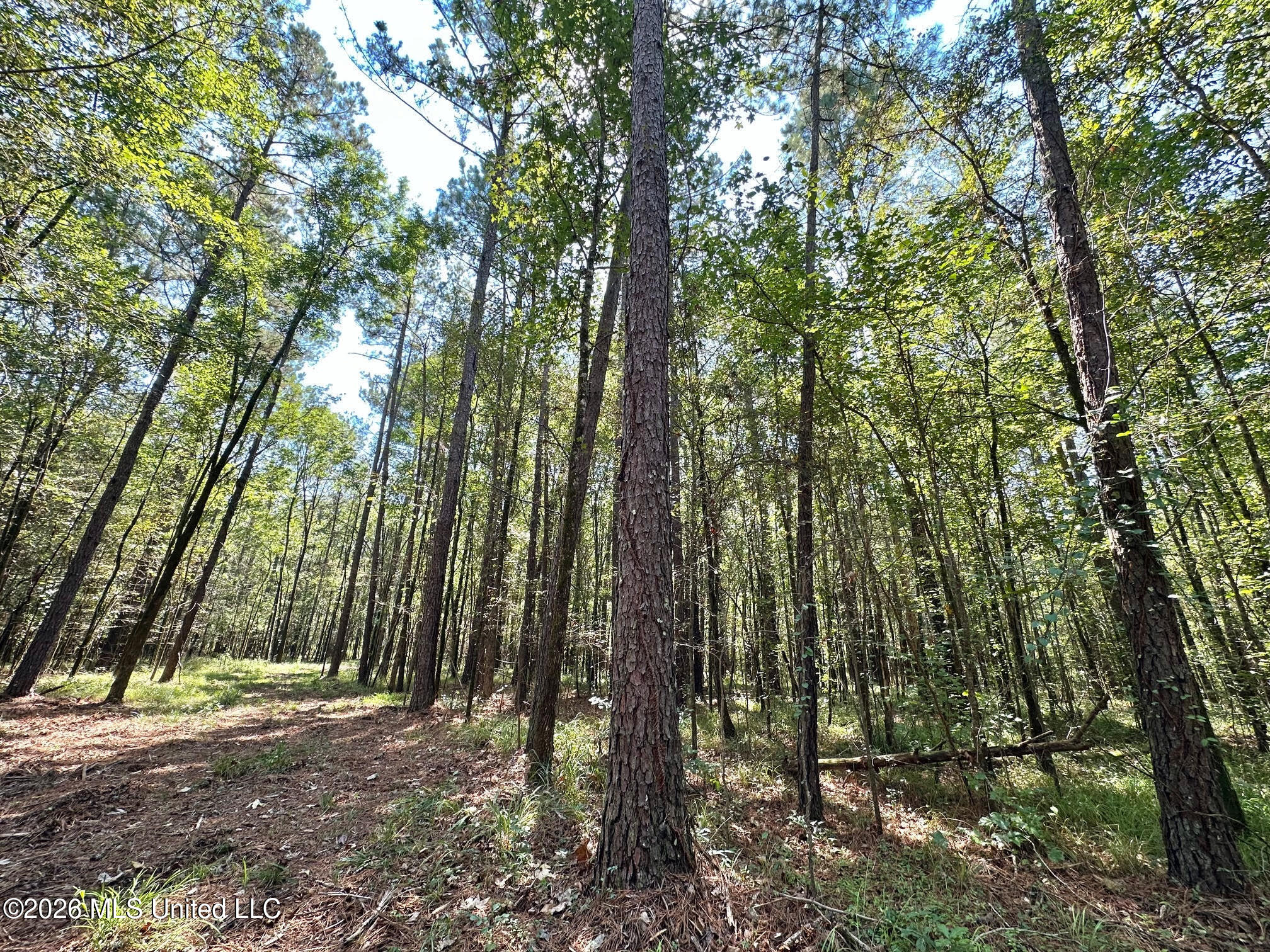 8 Forest Service Road 562 Pulaski, MS 39152 - Photo 8 of 33 210