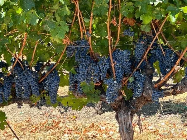 $2,000,000 | 594 Artisan Circle, Geyserville, CA 95441