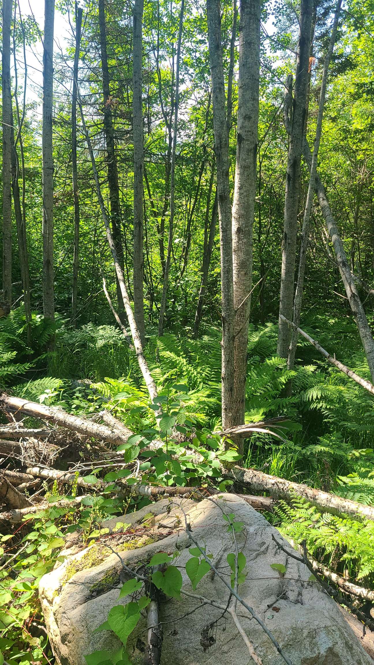 Tri-lakes Rd Oakland Wi 54880 Road South Range, WI 54874 - Photo 2 of 10