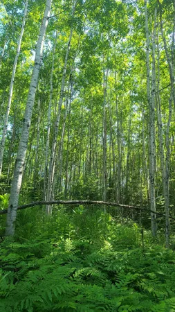 $33,000 | Tri-lakes Rd Oakland Wi 54880 Road, South Range, WI 54874