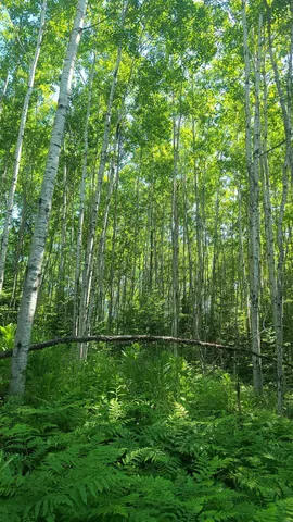 $33,000 | Tri-lakes Rd Oakland Wi 54880 Road, South Range, WI 54874