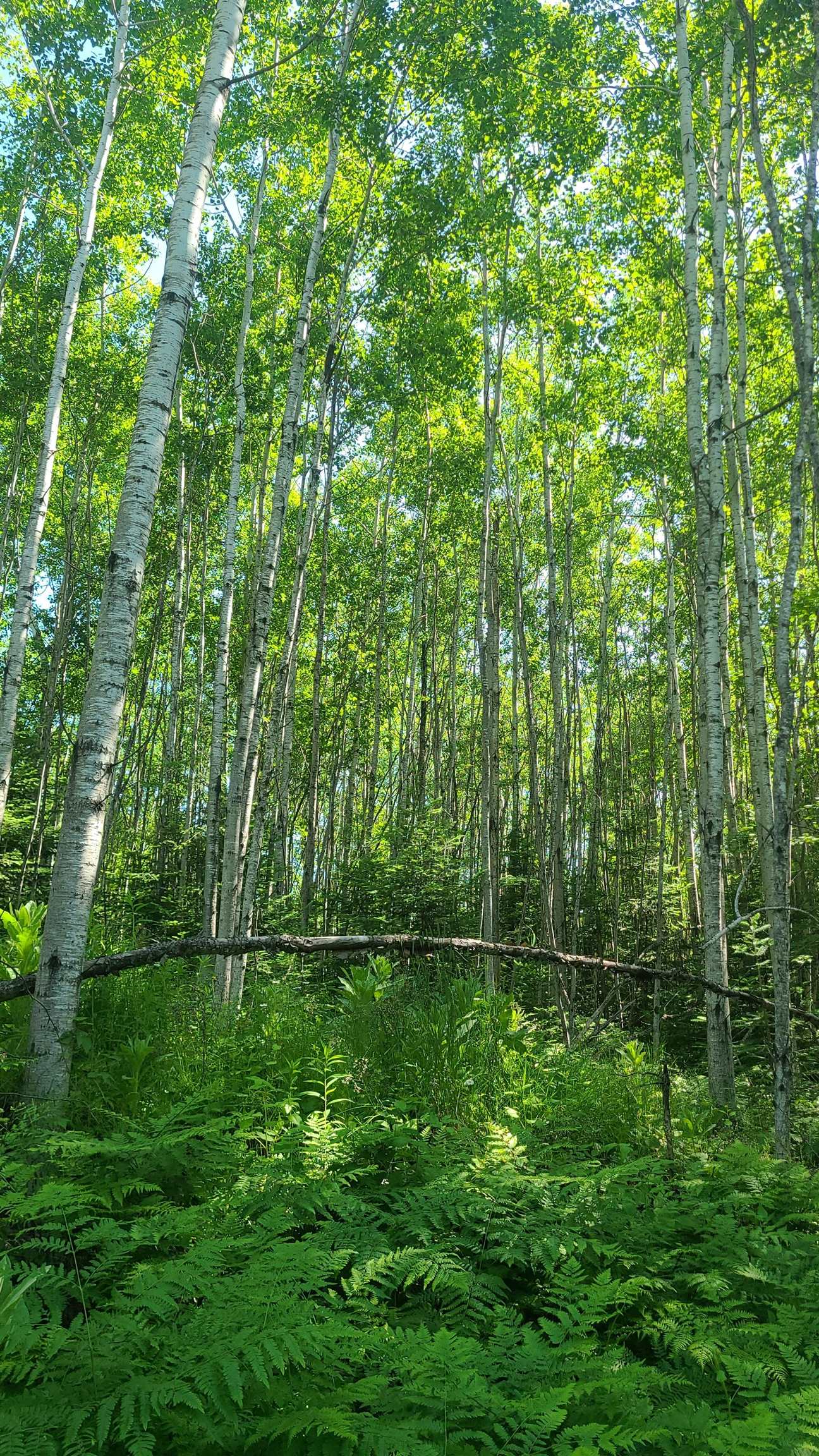 Tri-lakes Rd Oakland Wi 54880 Road South Range, WI 54874 - Photo 8 of 10