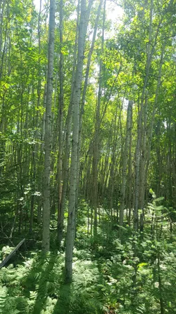 $33,000 | Tri-lakes Rd Oakland Wi 54880 Road, South Range, WI 54874