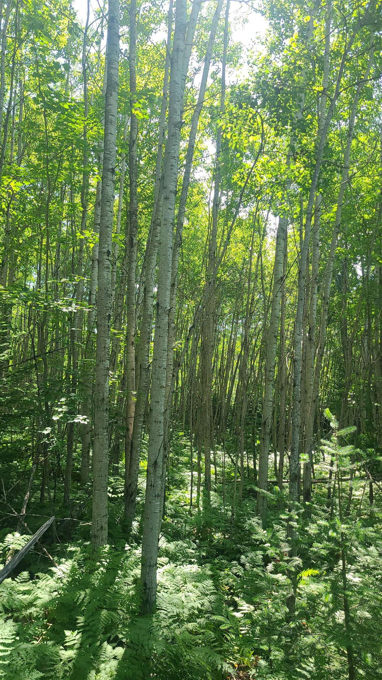 Tri-lakes Rd Oakland Wi 54880 Road South Range, WI 54874 - Photo 9 of 10