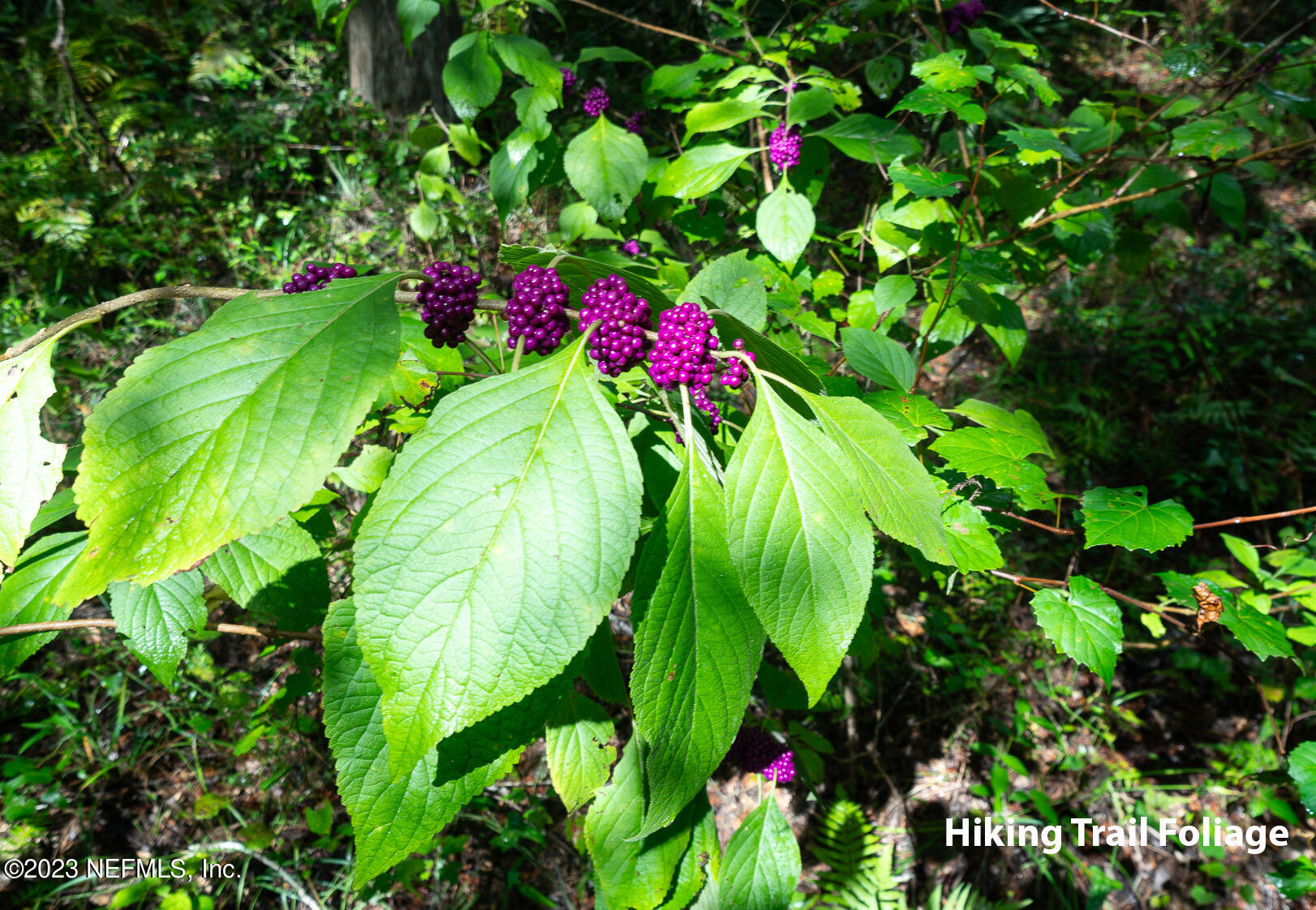 1113 Rustic Ml Drive St. Augustine, FL 32092 - Photo 61 of 62 a view of flowers