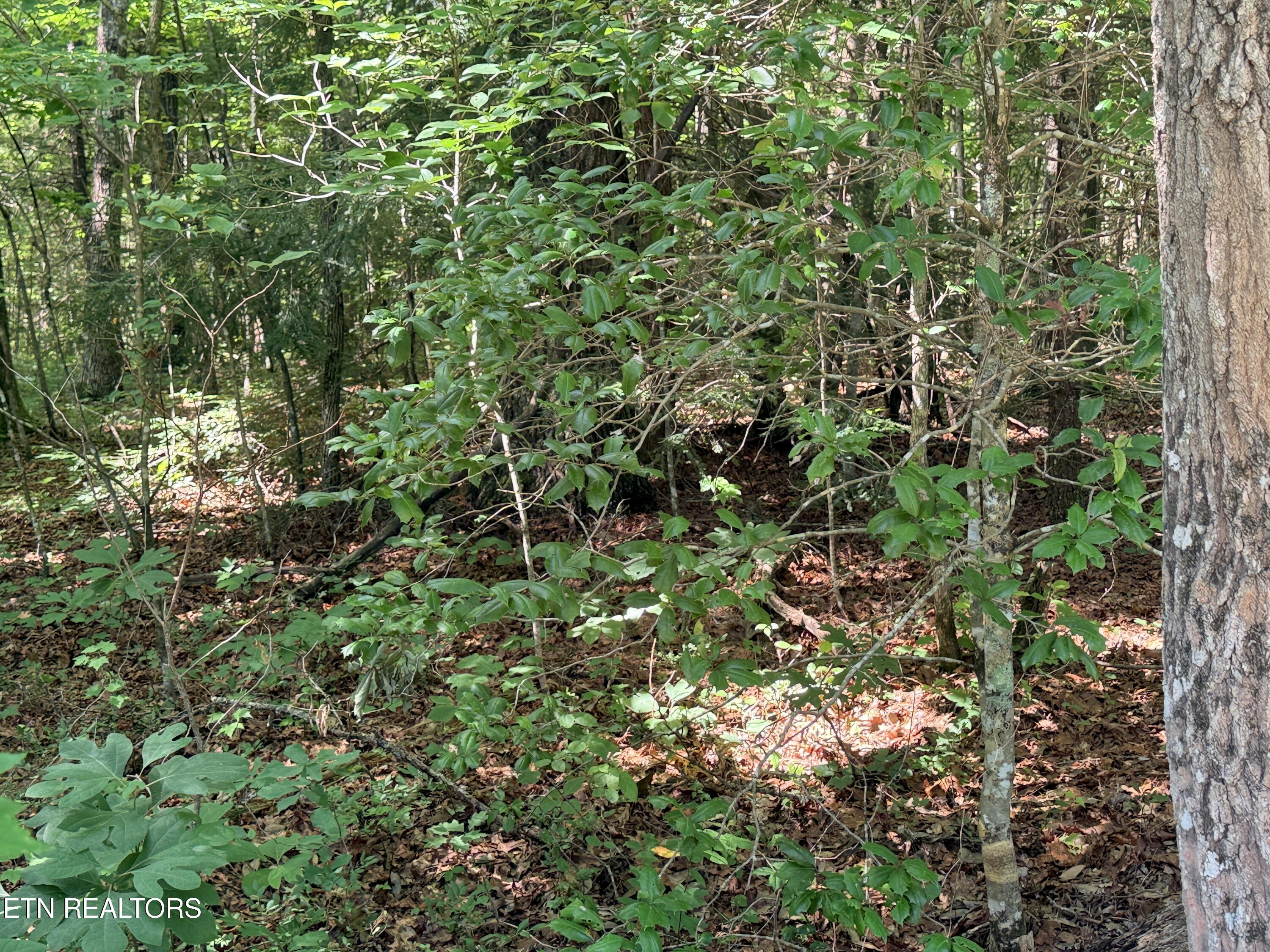390 Georgee Road Jamestown, TN 38556 - Photo 12 of 14 IMG_8595