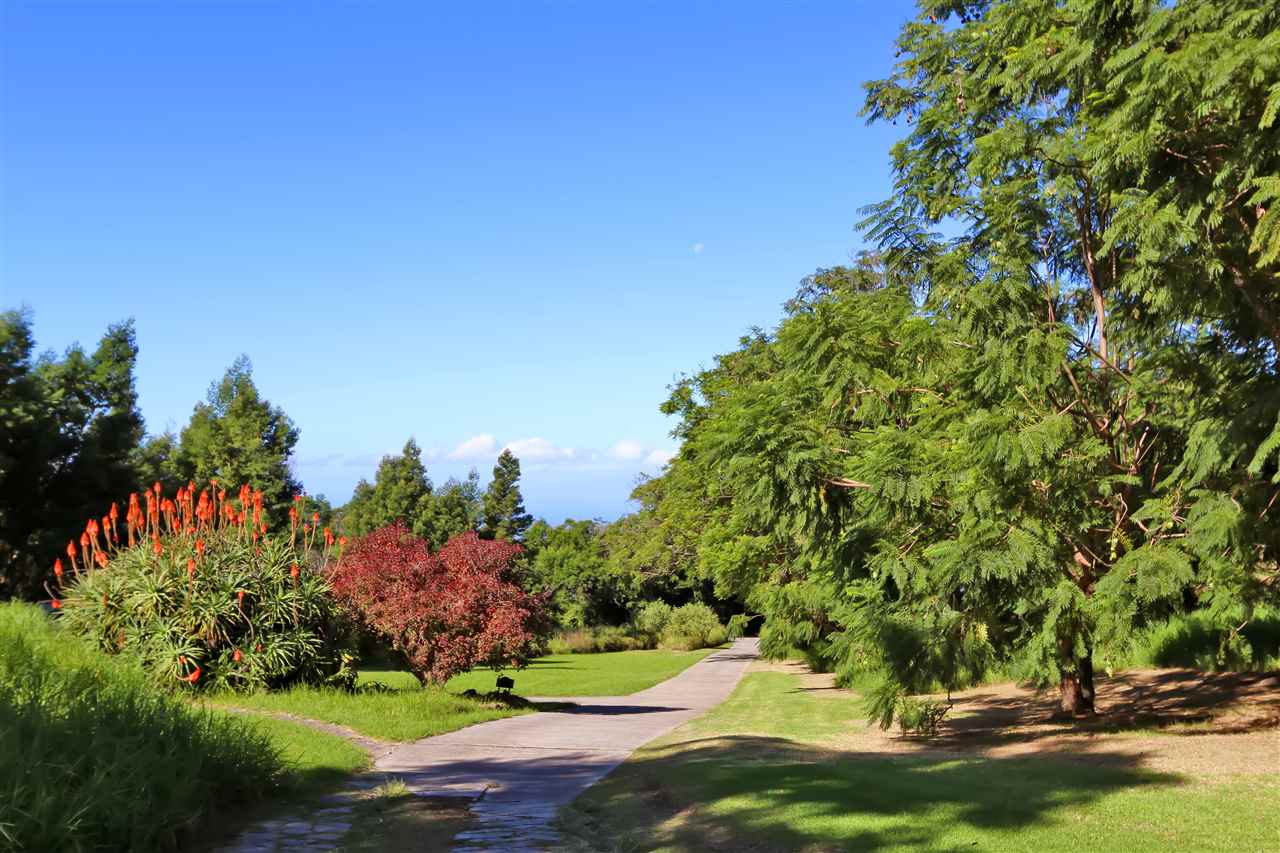 5231 Lower Kula Road Kula, HI 96790 - Photo 2 of 29 a view of a garden with a tree