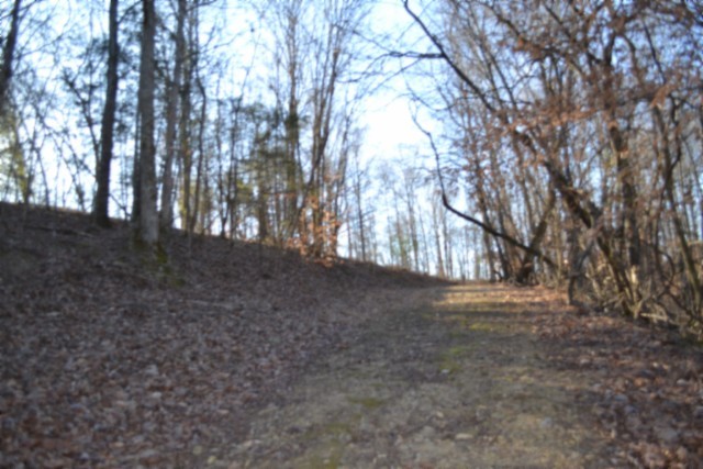 0 Cabin Hl Road Celina, TN 38551 - Photo 32 of 36 a view of dirt yard with a large tree