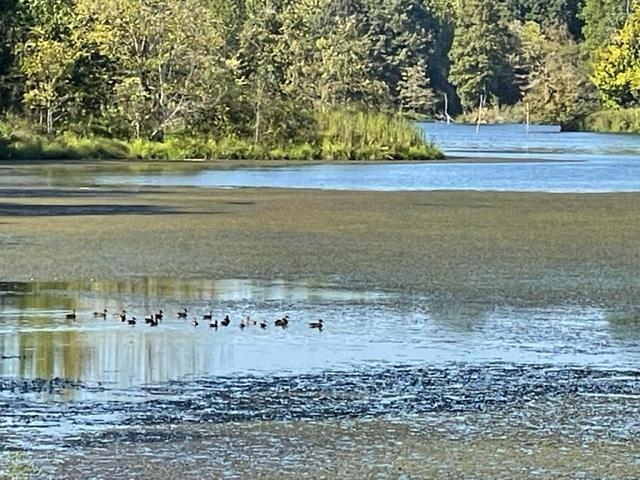 0 Slough Road Drummonds, TN 38023 - Photo 2 of 6 a view of a lake view