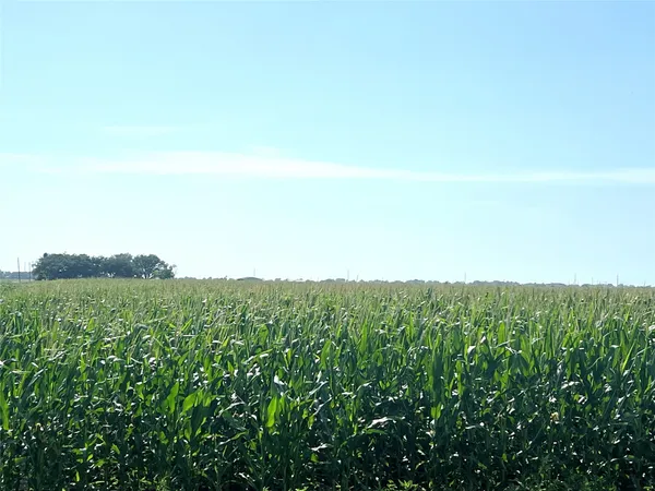 a view of a field of grass and trees