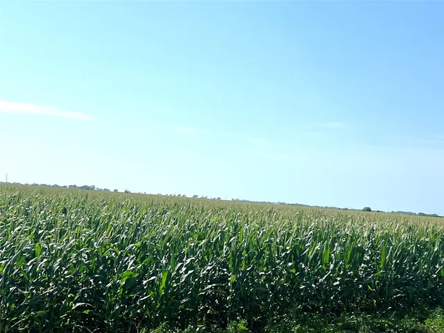 a view of a green field