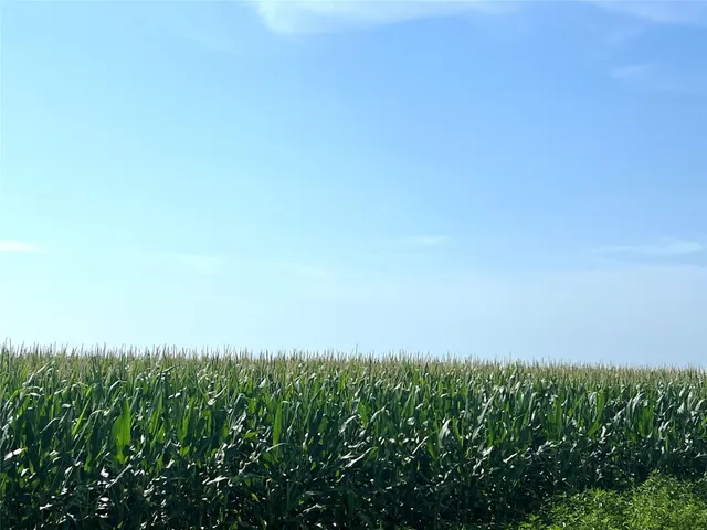 a view of a field