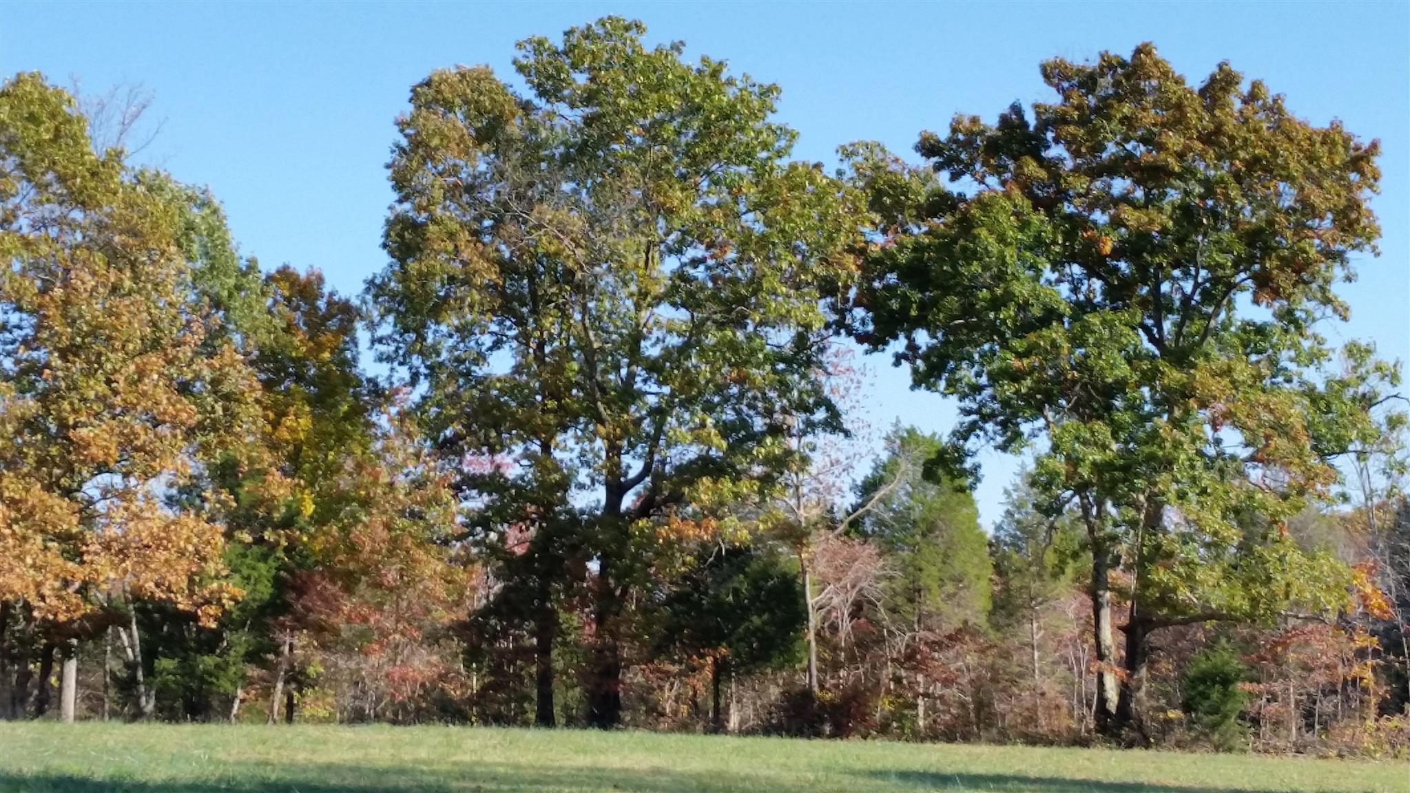 6 Rose Ridge Fairview, TN 37062 - Photo 4 of 14 a view of a yard