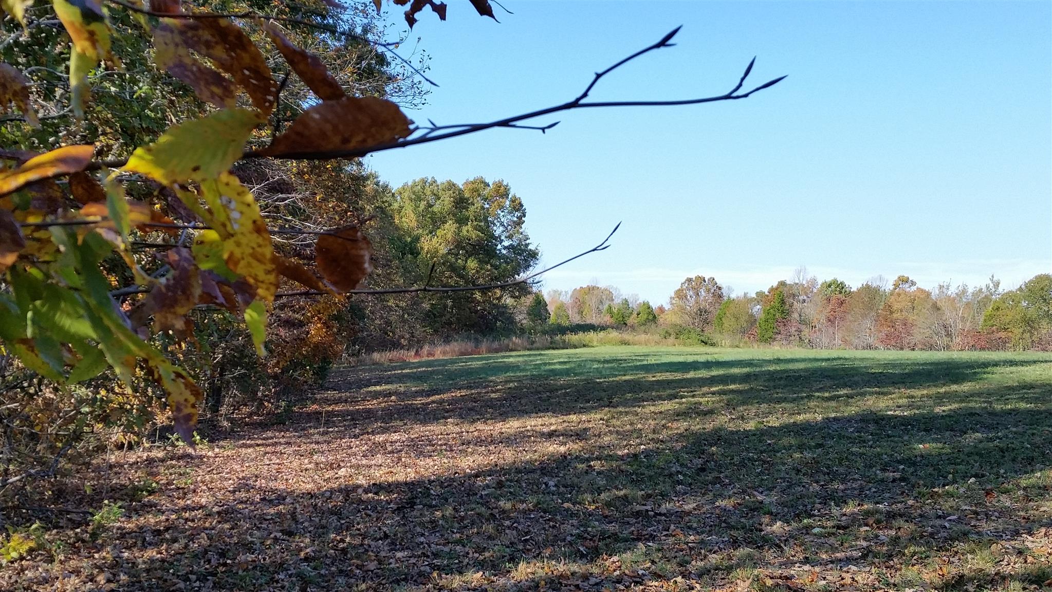 6 Rose Ridge Fairview, TN 37062 - Photo 5 of 14 a view of a yard
