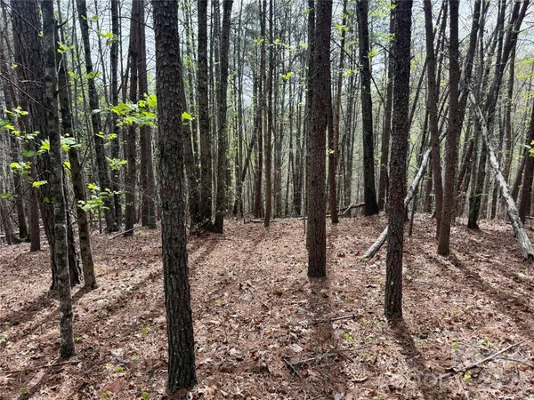 a view of a forest with lots of trees