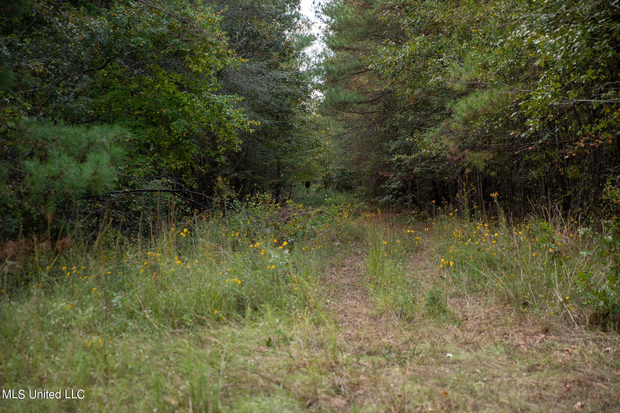 Rock Hill Road Braxton, MS 39044 - Photo 14 of 43 C55A4745