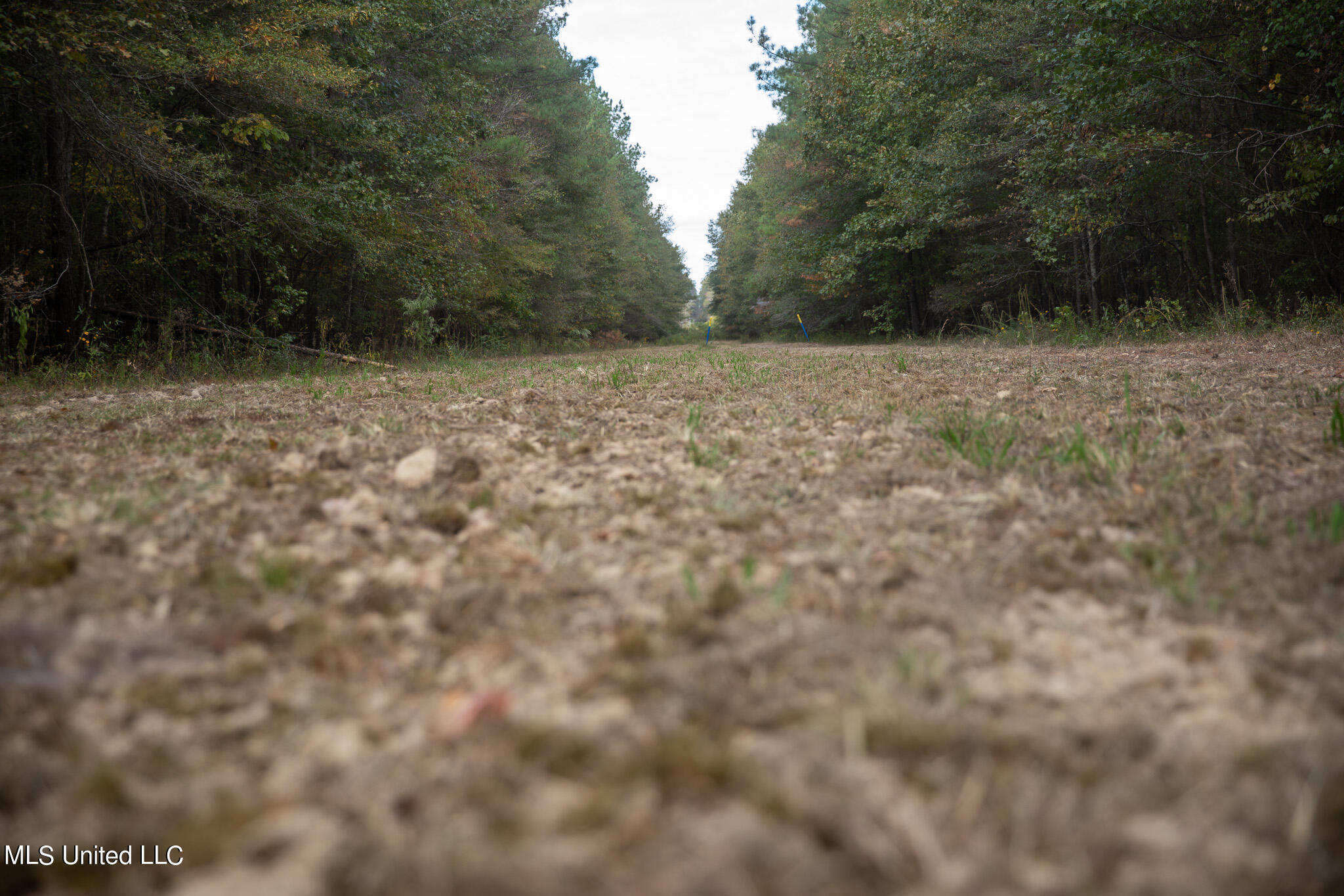 Rock Hill Road Braxton, MS 39044 - Photo 17 of 43 C55A4750