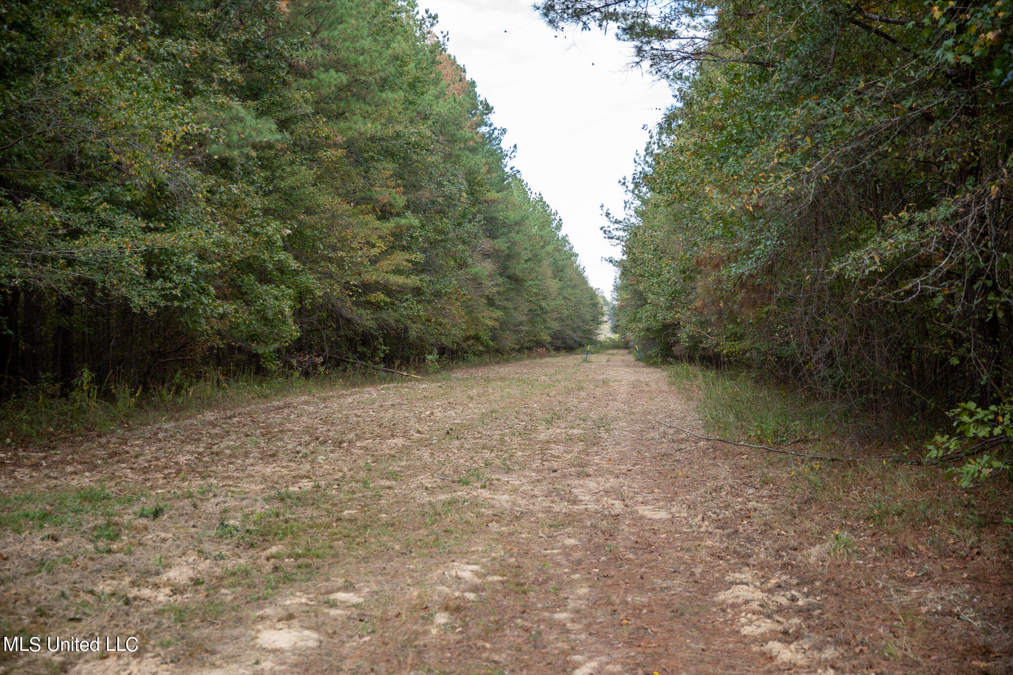 Rock Hill Road Braxton, MS 39044 - Photo 2 of 43 Food Plot