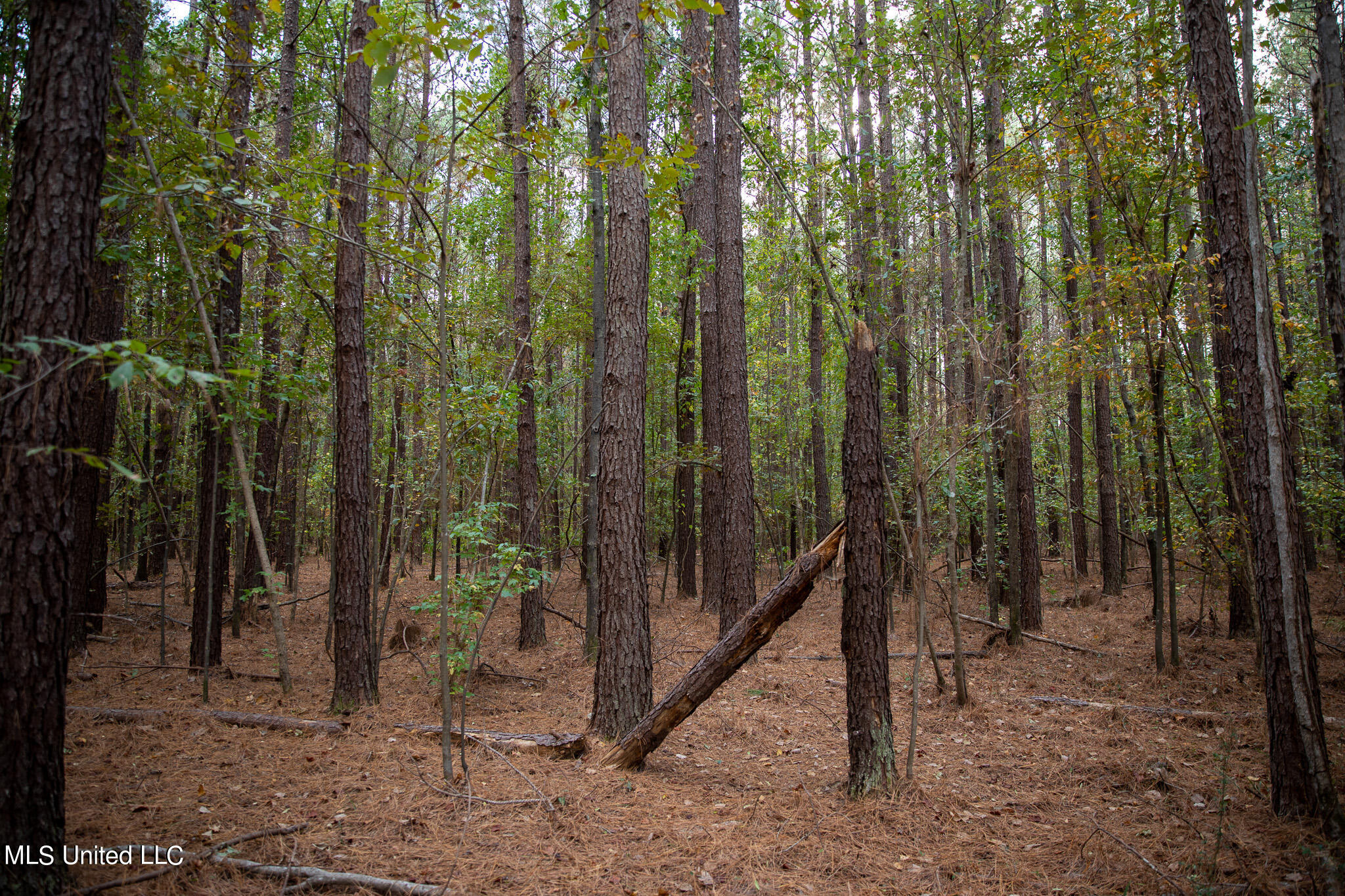 Rock Hill Road Braxton, MS 39044 - Photo 23 of 43 C55A4756