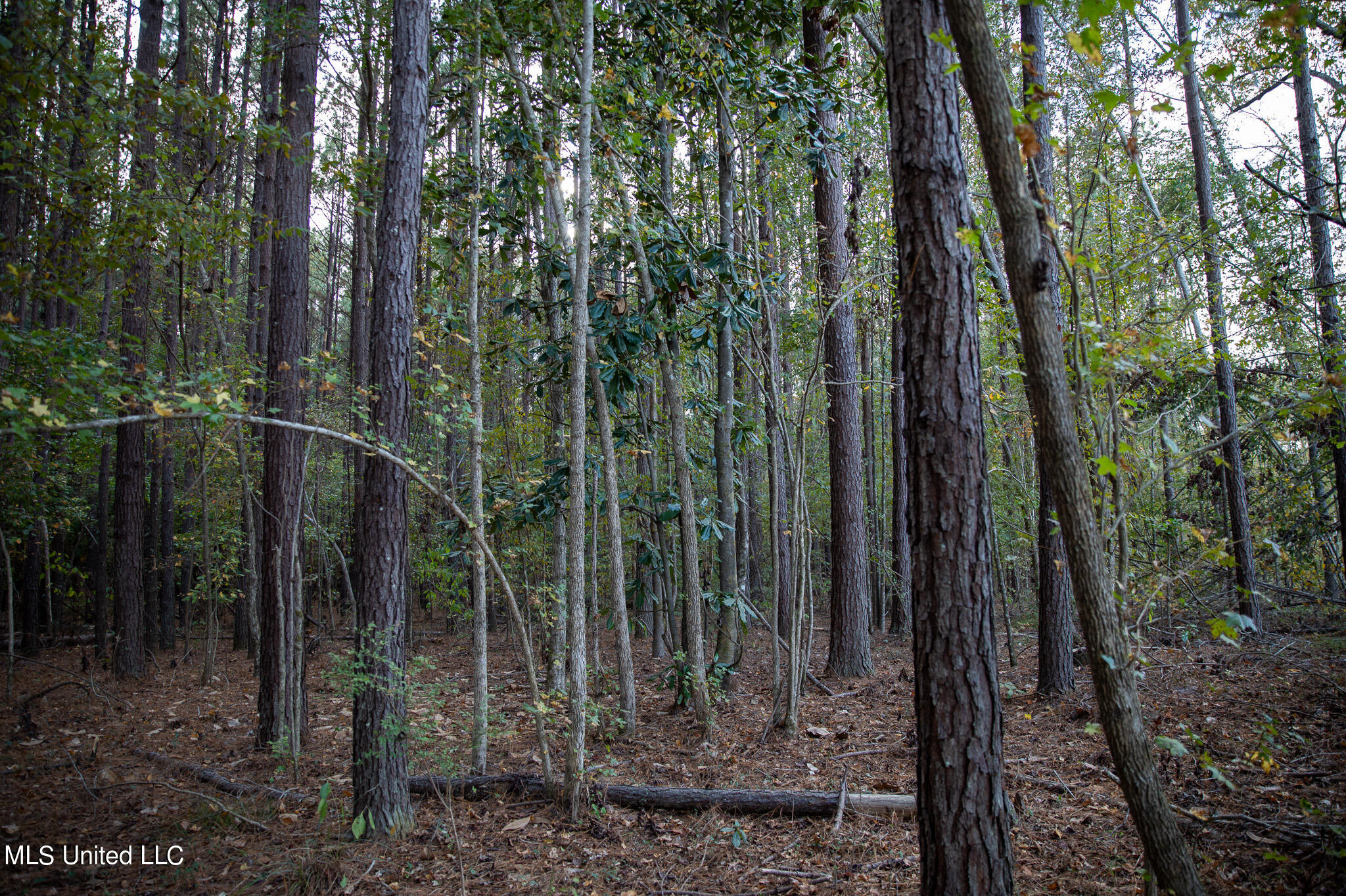 Rock Hill Road Braxton, MS 39044 - Photo 25 of 43 C55A4761