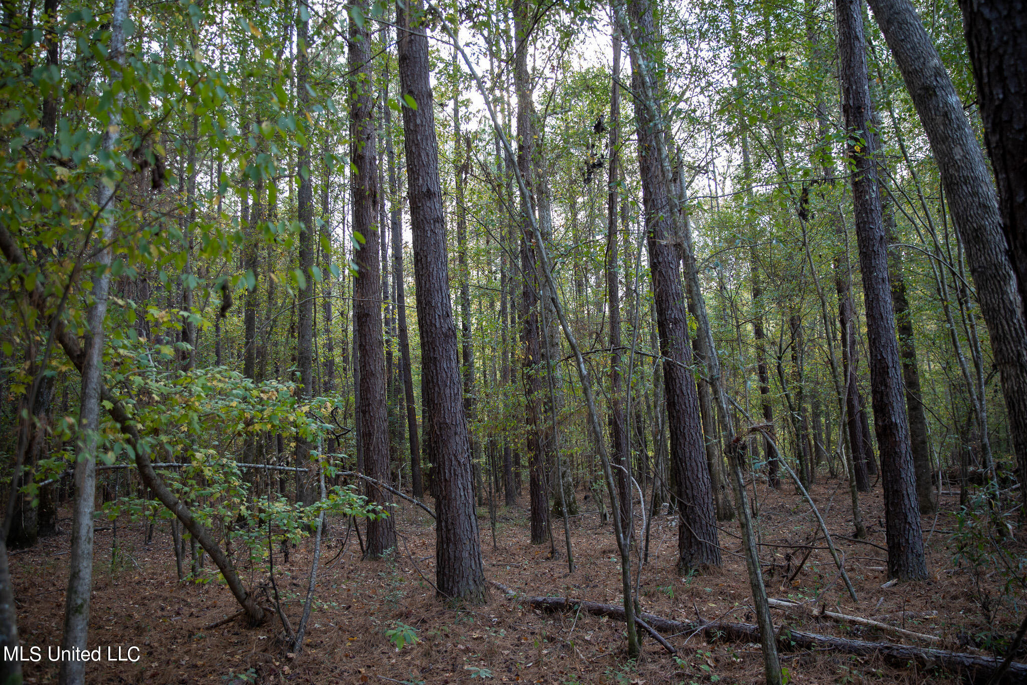 Rock Hill Road Braxton, MS 39044 - Photo 27 of 43 C55A4763