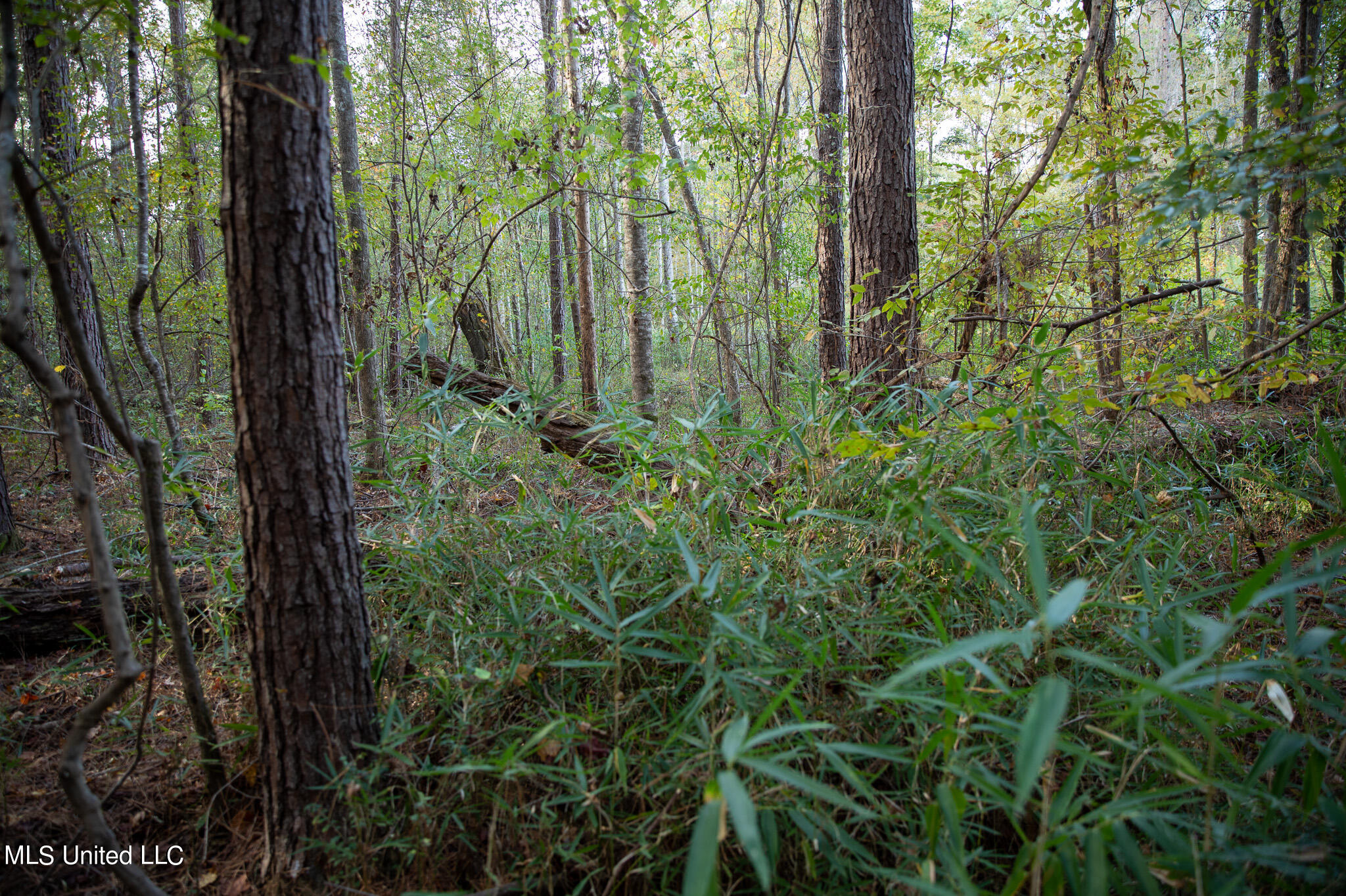 Rock Hill Road Braxton, MS 39044 - Photo 30 of 43 C55A4766