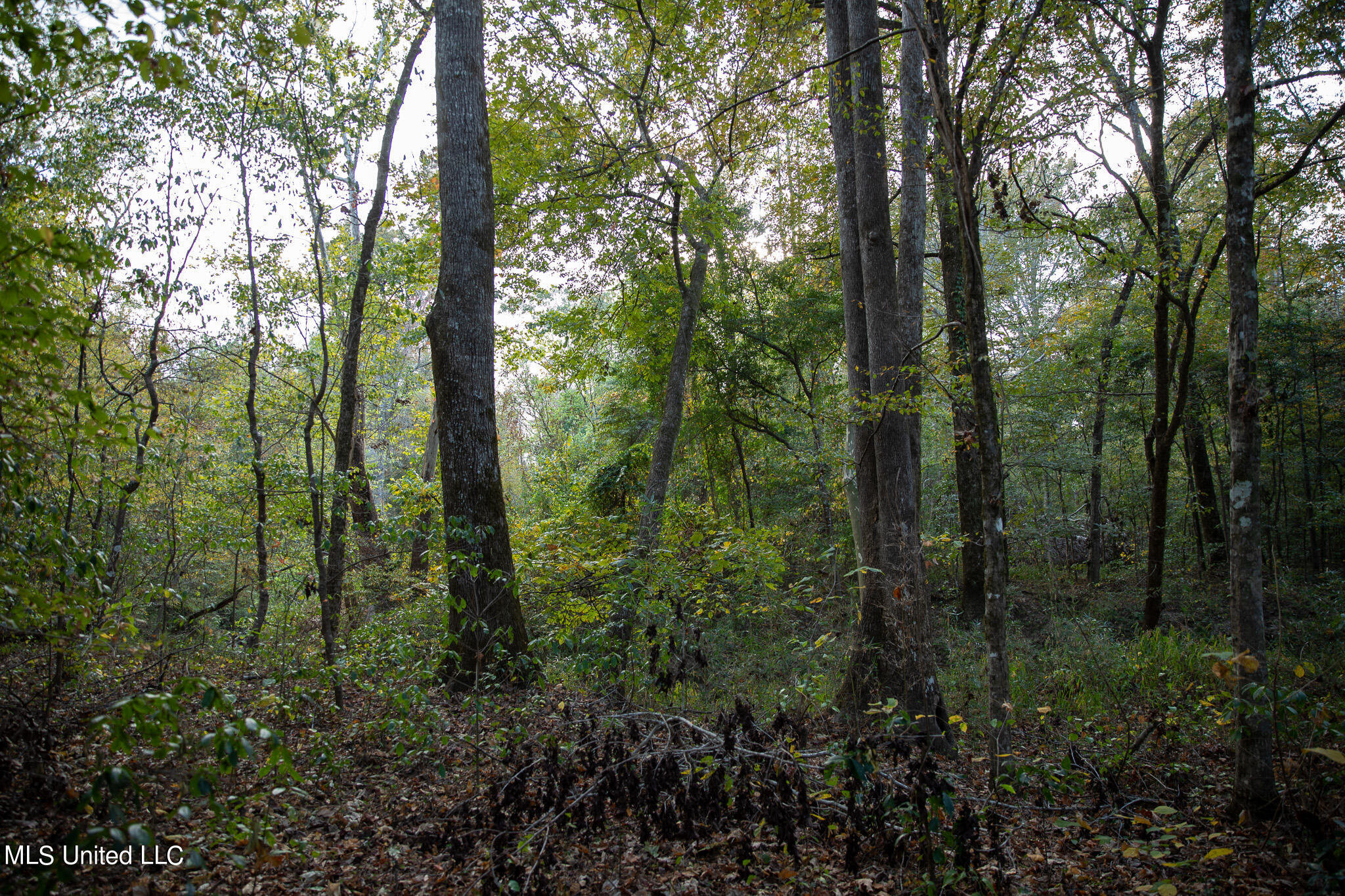 Rock Hill Road Braxton, MS 39044 - Photo 31 of 43 C55A4767
