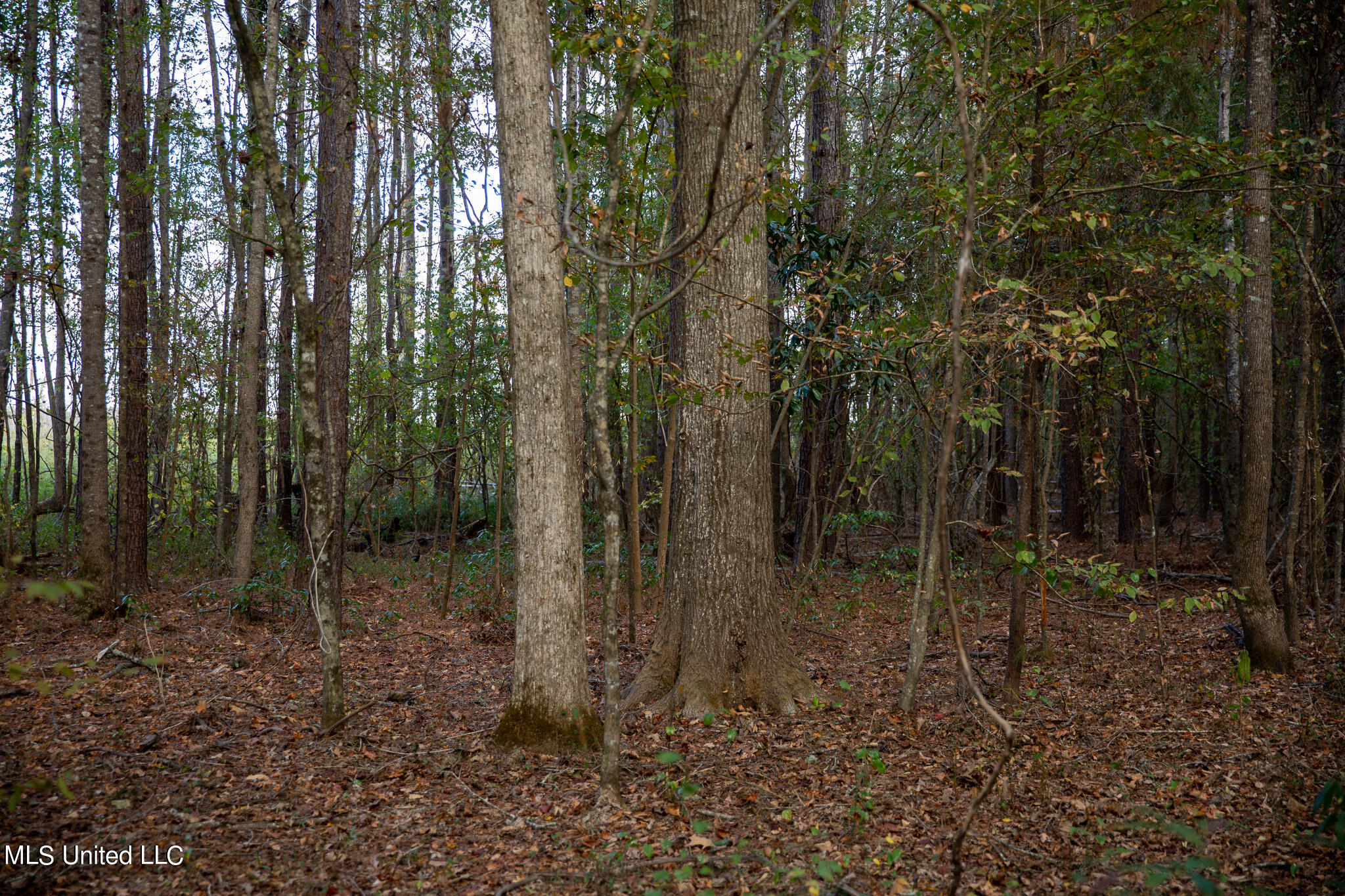 Rock Hill Road Braxton, MS 39044 - Photo 37 of 43 C55A4775
