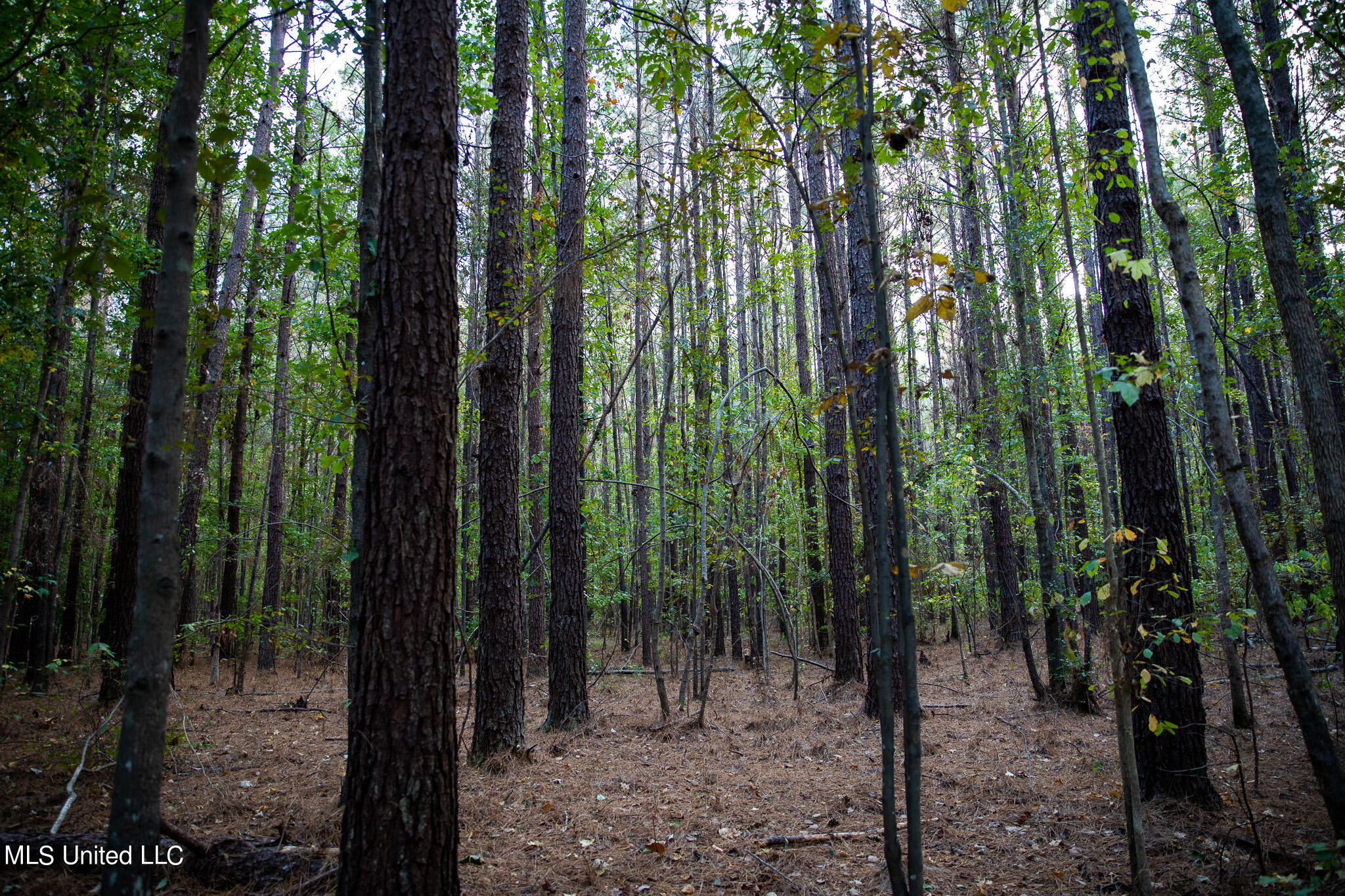 Rock Hill Road Braxton, MS 39044 - Photo 42 of 43 C55A4780