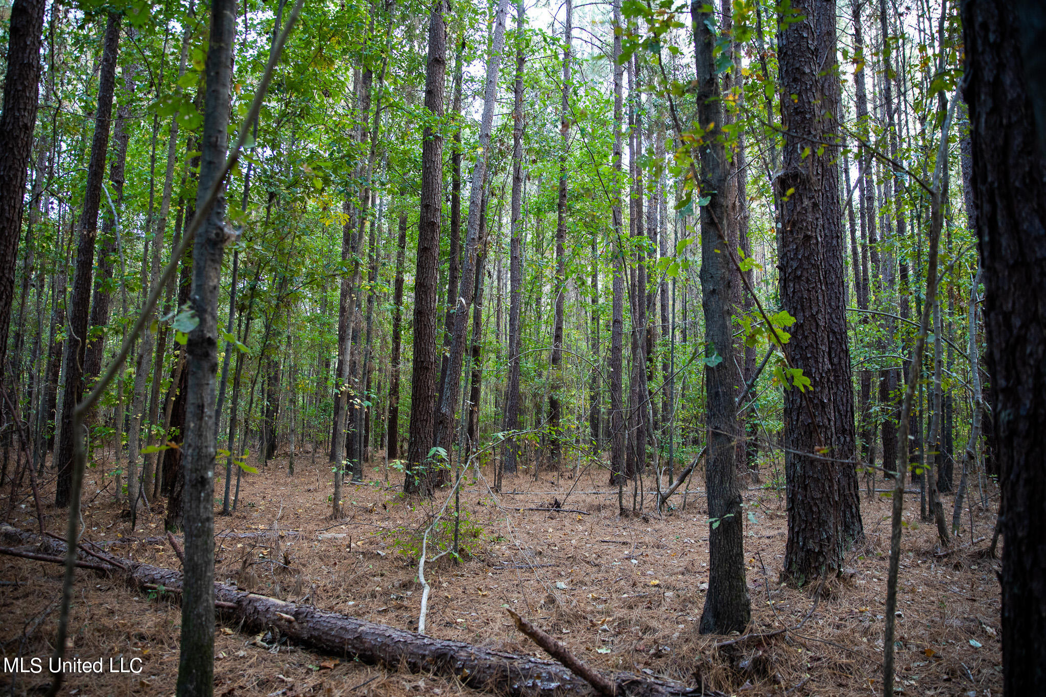Rock Hill Road Braxton, MS 39044 - Photo 43 of 43 C55A4781