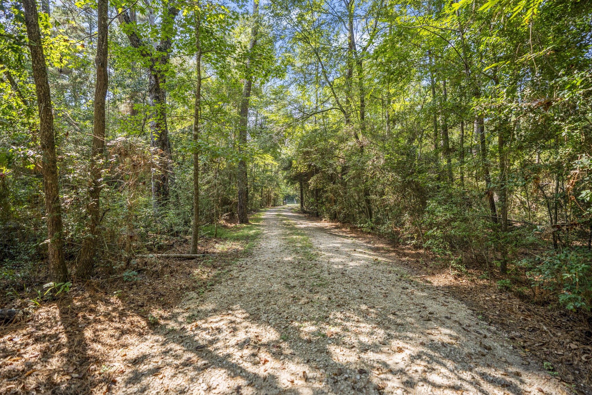 31370 Lazy Ridge Drive Waller, TX 77484 - Photo 6 of 43 a view of a forest with trees in the background