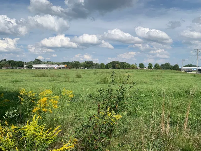 a view of a big yard with plants and a large tree