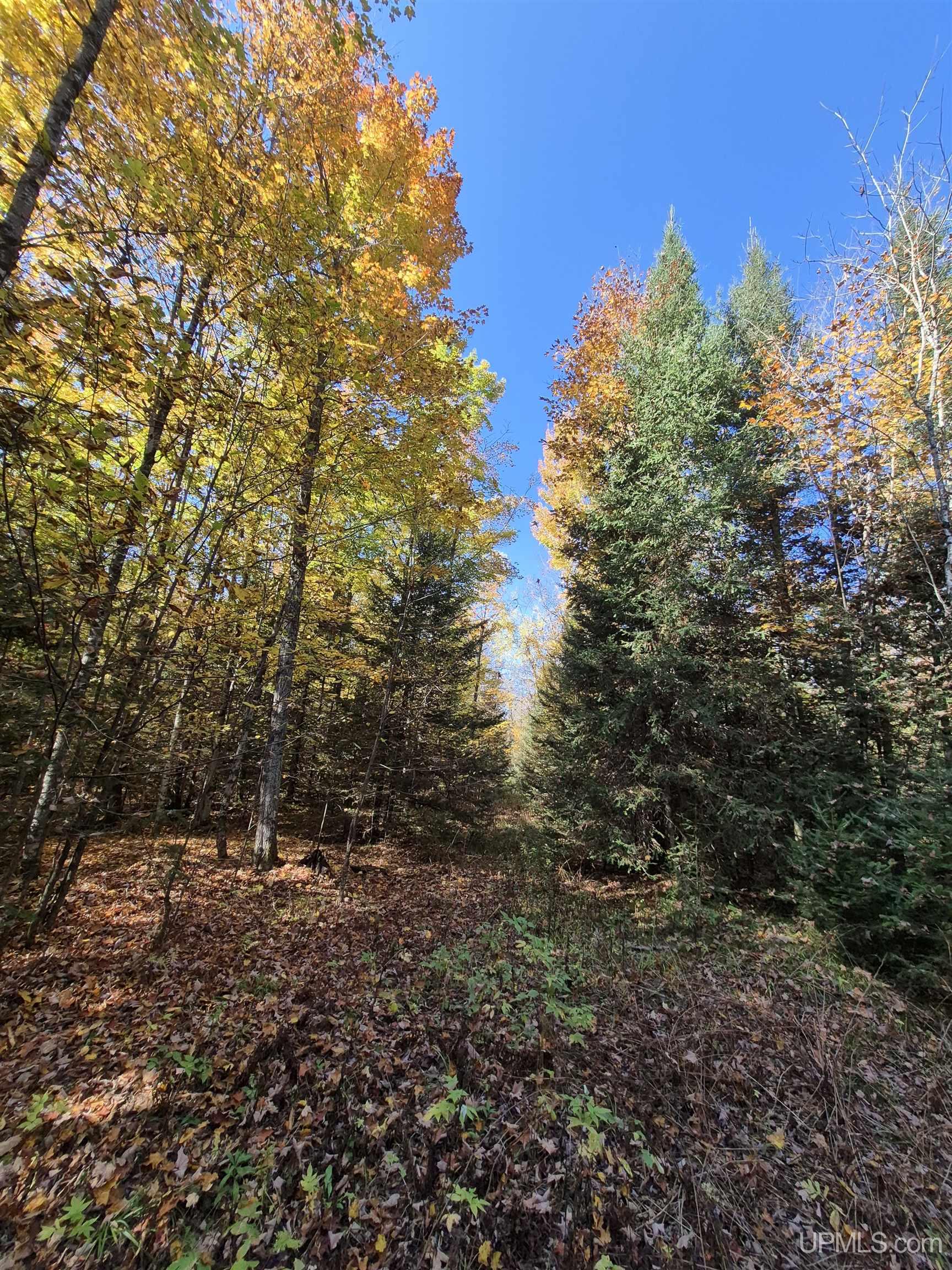 40-acres Mattson Road Felch, MI 49831 - Photo 9 of 45 Gallery Image 9