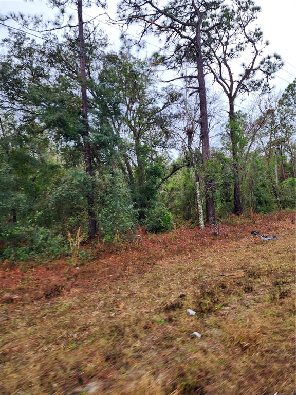 7360 West Dunnellon Road Dunnellon, FL 34433 - Photo 4 of 6