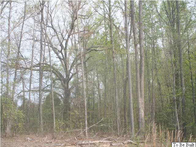 24 Winding Ridge Way Bumpass, VA 23024 - Photo 3 of 20 a view of a forest