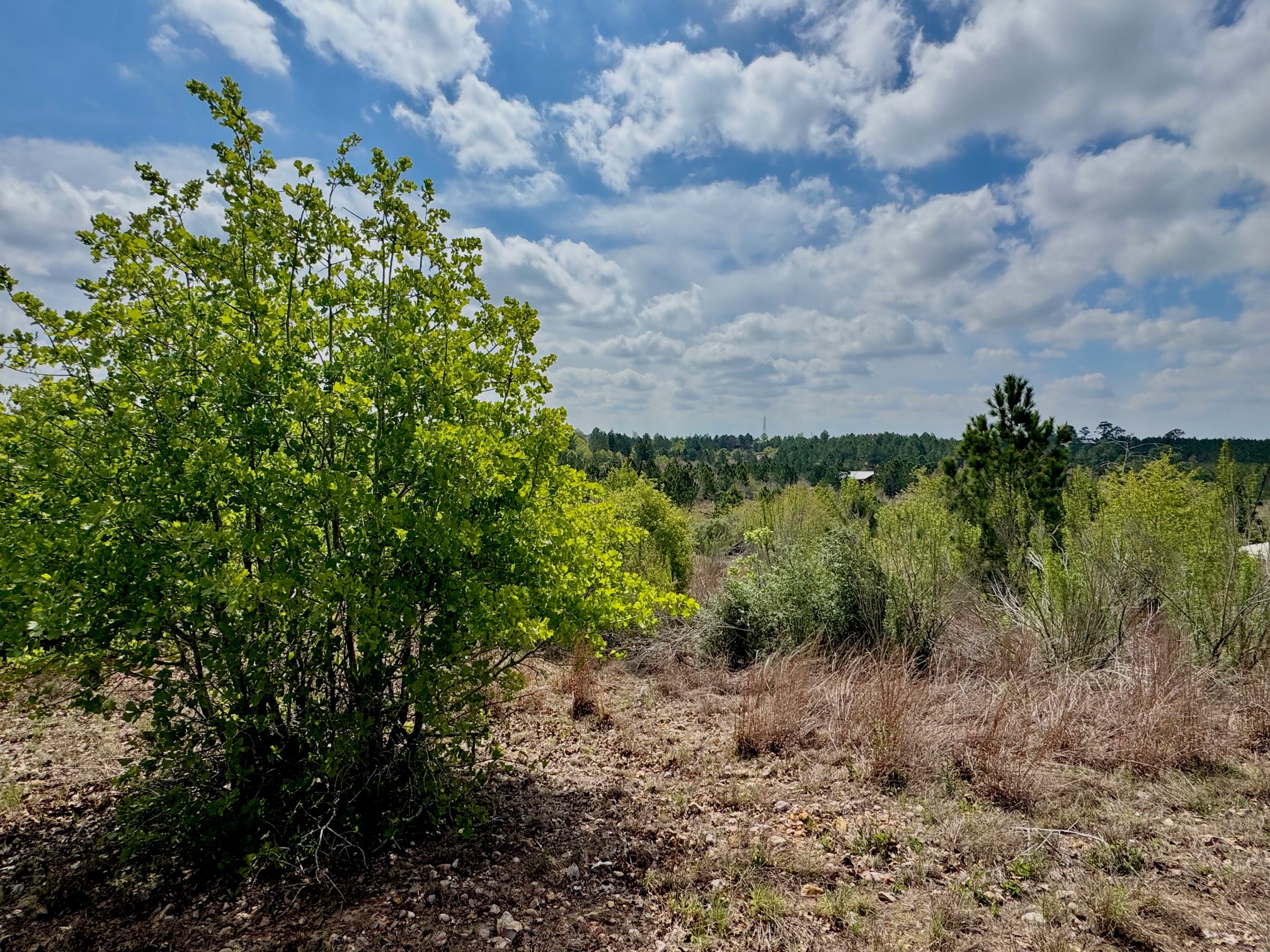 Tbd Hudson Road Smithville, TX 78957 - Photo 1 of 10 a view of a garden with plants
