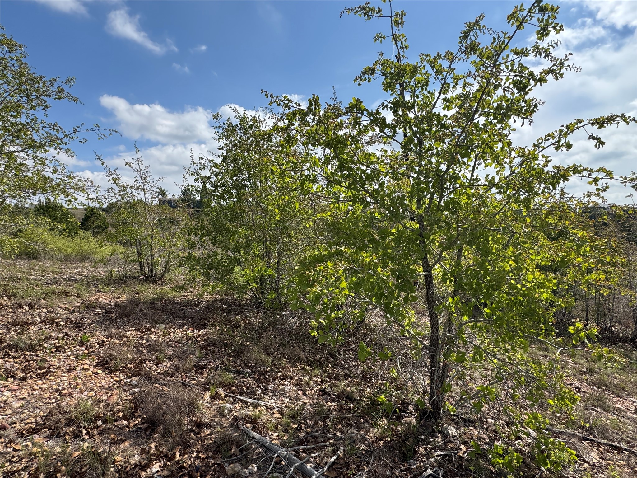 Tbd Hudson Road Smithville, TX 78957 - Photo 3 of 10 a view of a bunch of trees