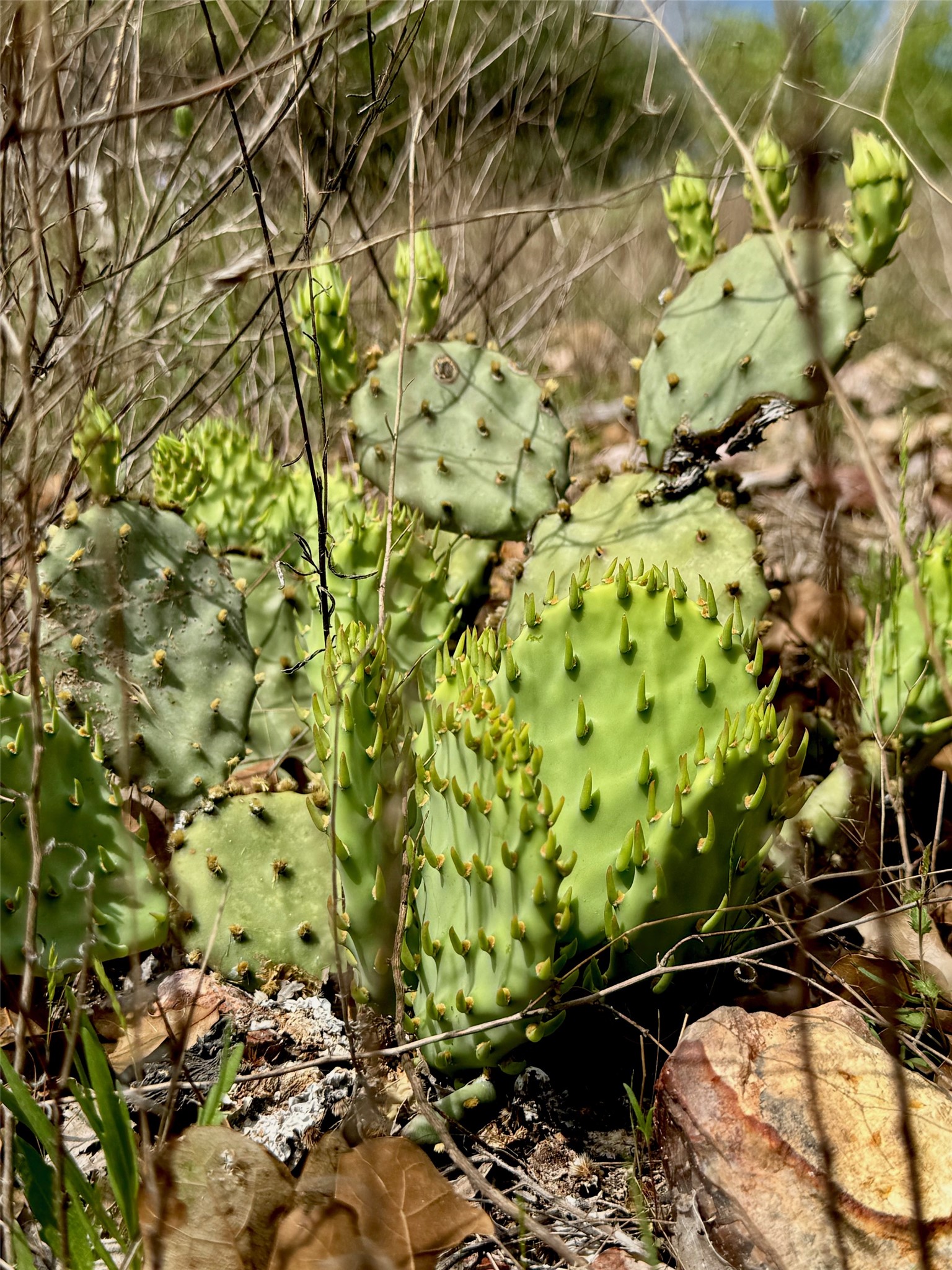 Tbd Hudson Road Smithville, TX 78957 - Photo 5 of 10 a backyard of a house