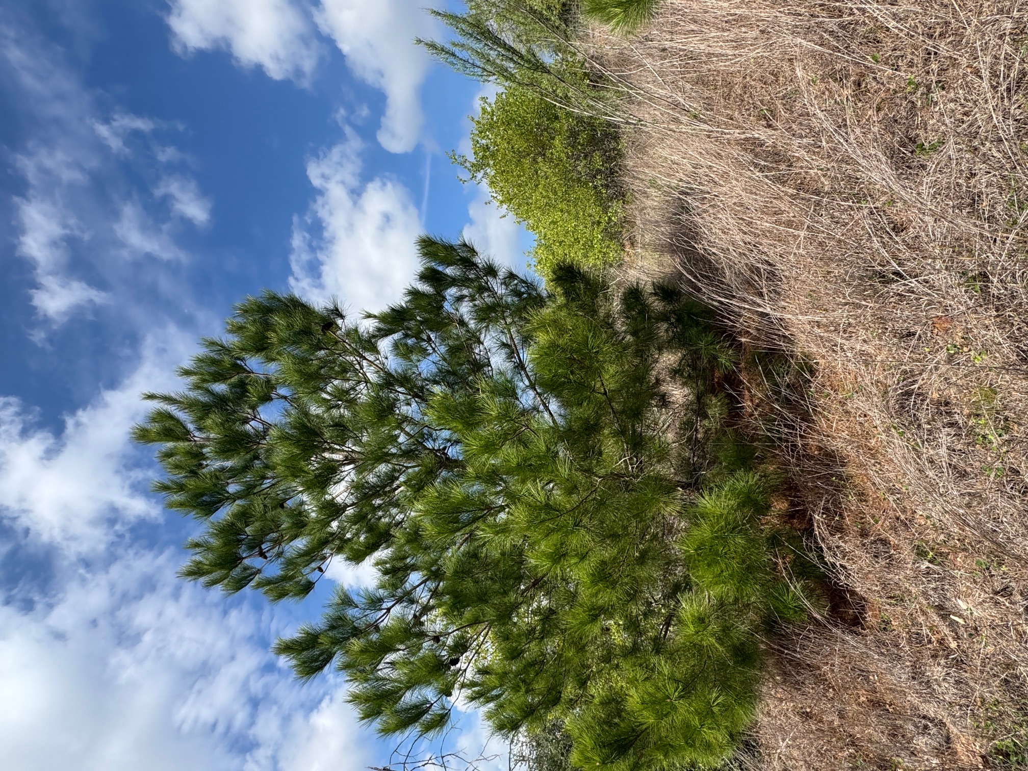 Tbd Hudson Road Smithville, TX 78957 - Photo 6 of 10 a view of a plants with a tree