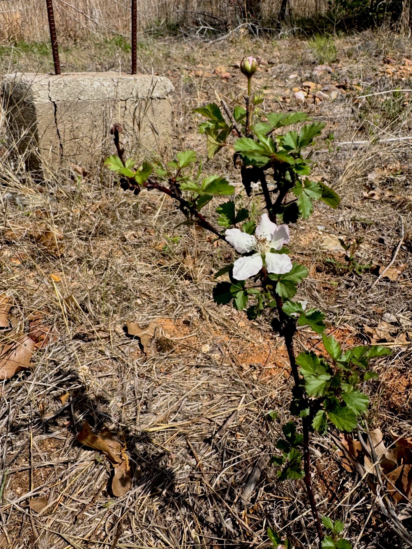 Tbd Hudson Road Smithville, TX 78957 - Photo 9 of 10 a view of grapes plant