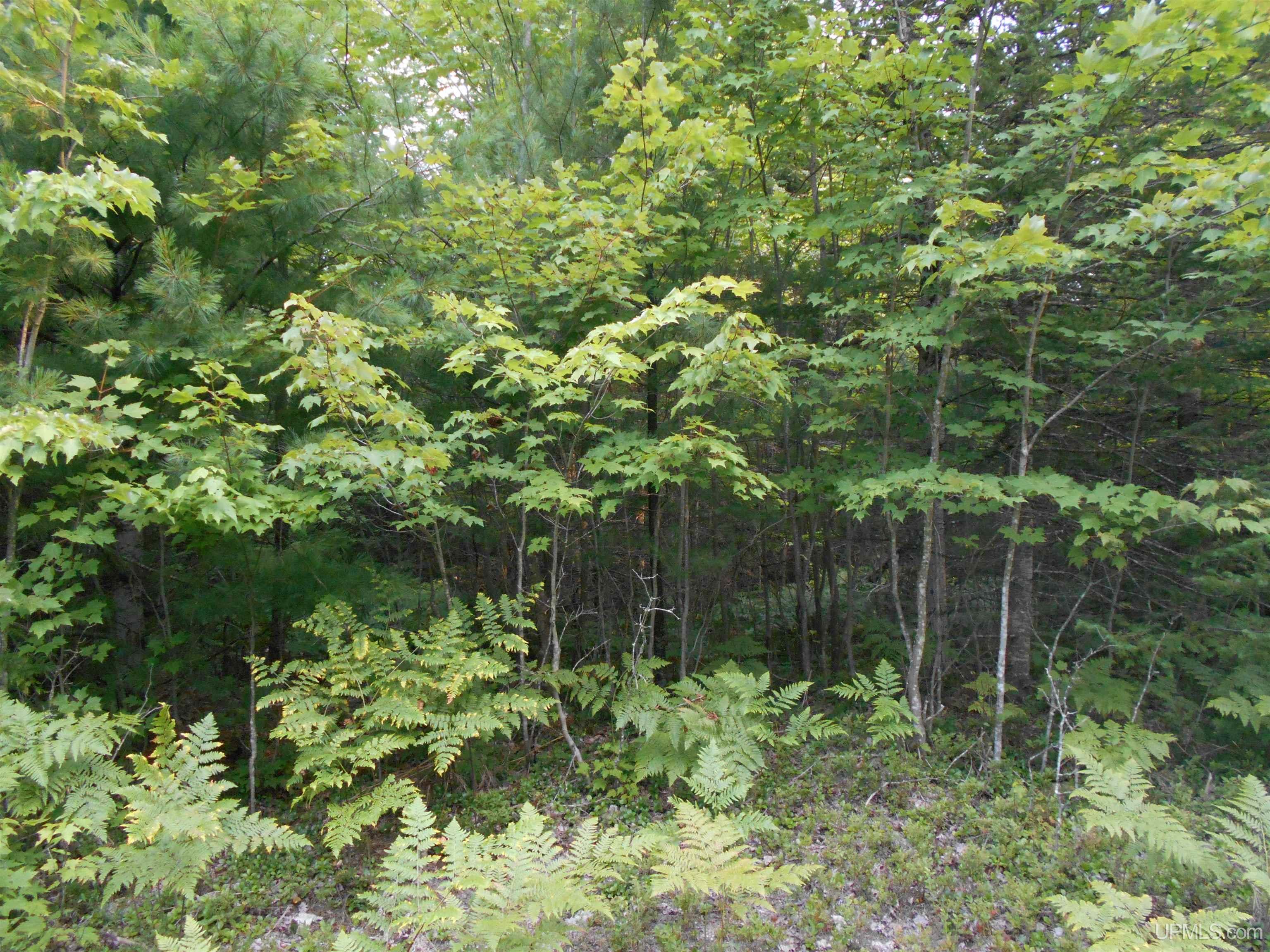40-acres Garden Grade Road Garden, MI 49817 - Photo 17 of 51