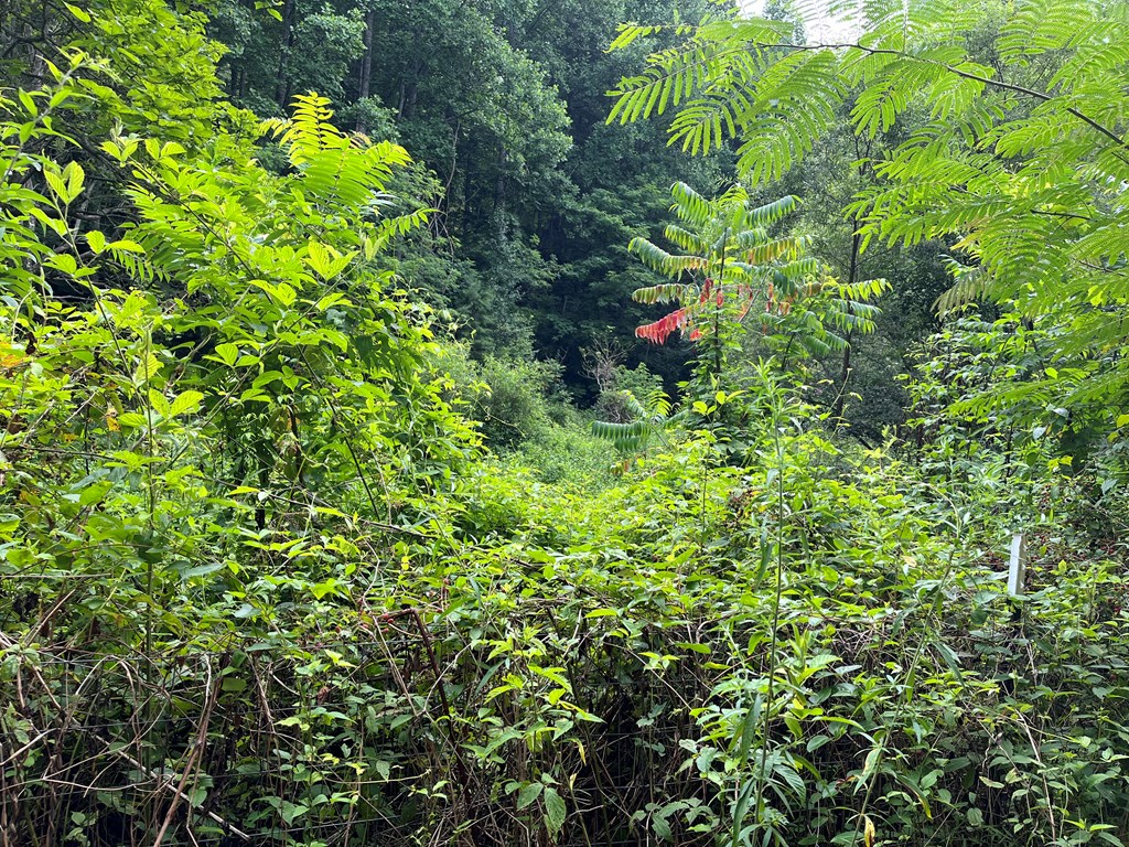 0 Bates Creek Road Murphy, NC 28906 - Photo 7 of 7