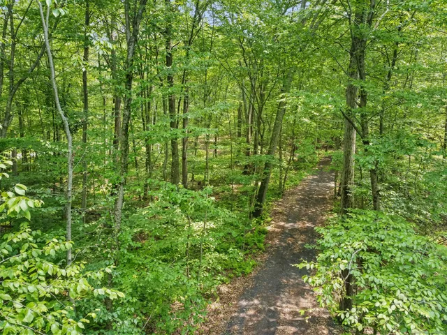 a view of a lush green forest